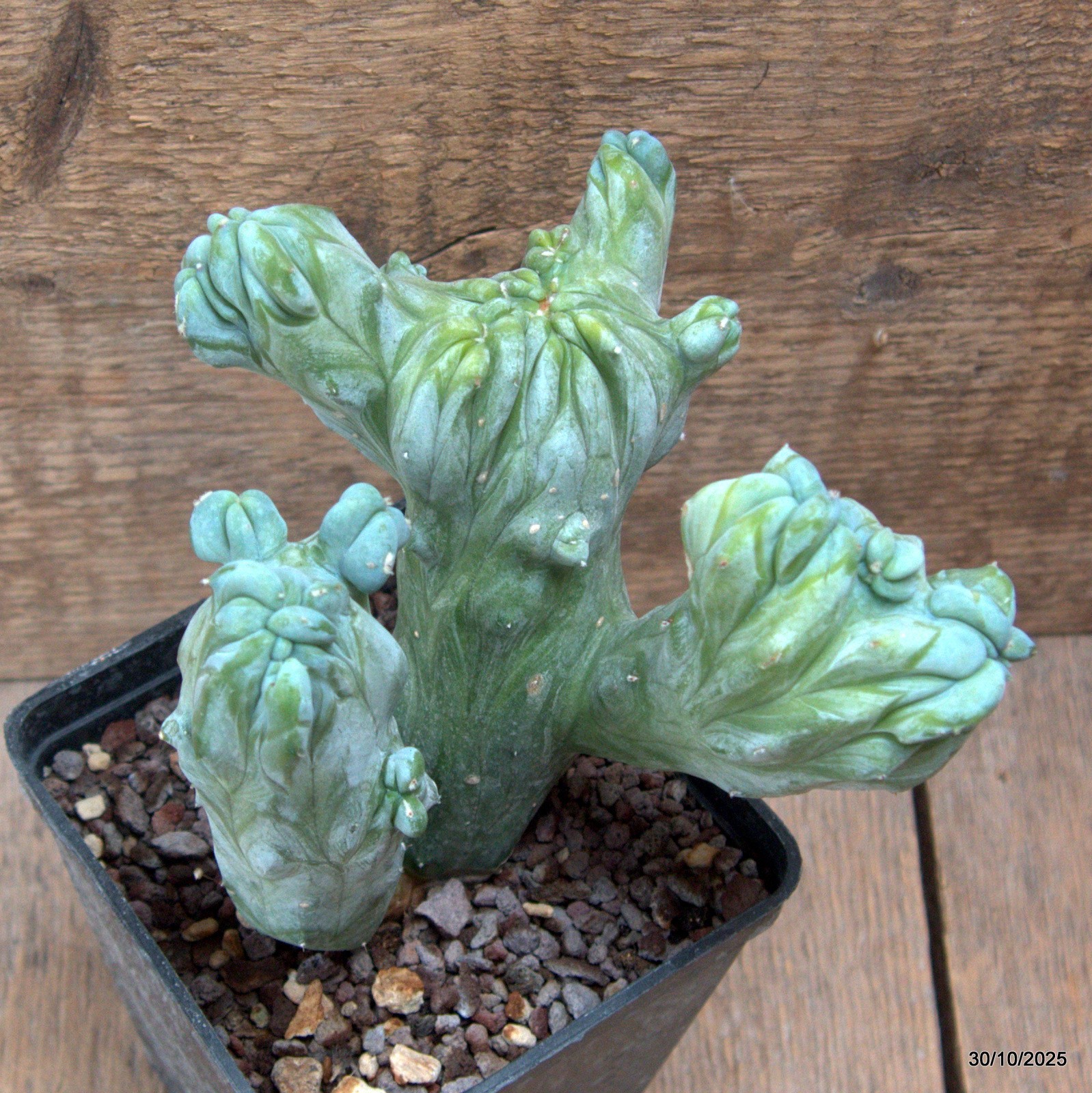 D7234 MYRTILLOCACTUS GEOMETRIZANS CRESTED pot10-H14-W14 cm MaMa Cactus