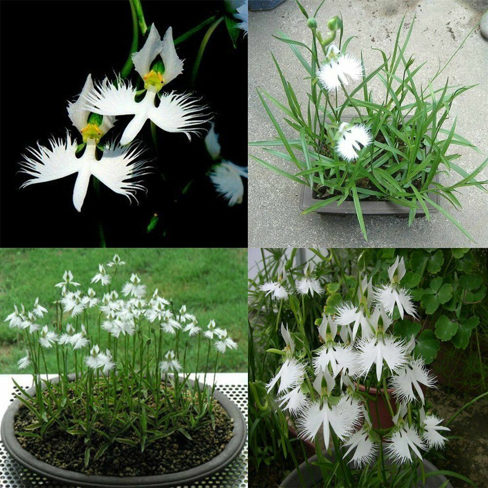 WHITE EGRET ORCHID FLOWER Habenaria Viable Seeds Plant Garden Seeds