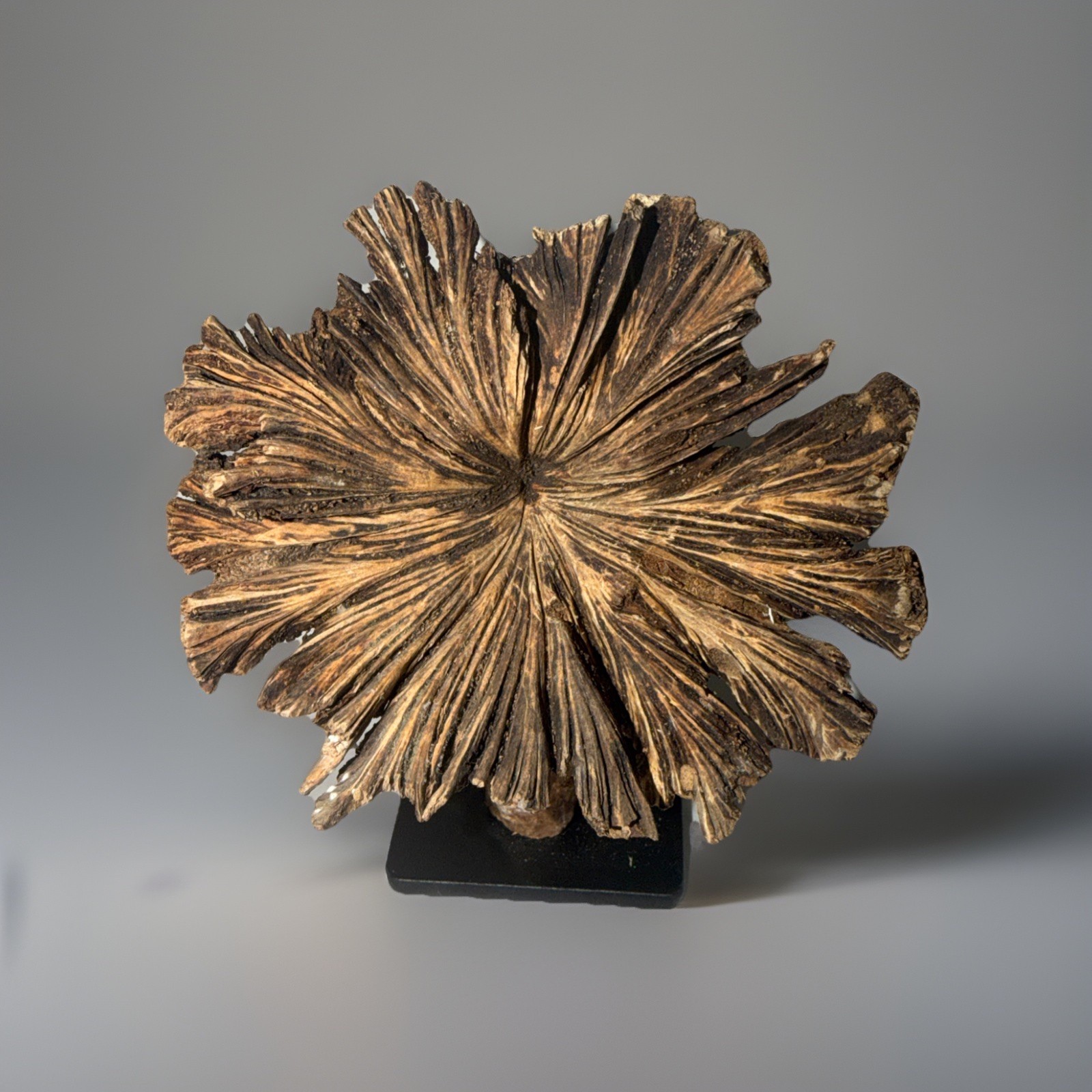 Rare Guatemala Wooden Tree Flower / Tree Ear on Iron Stand.