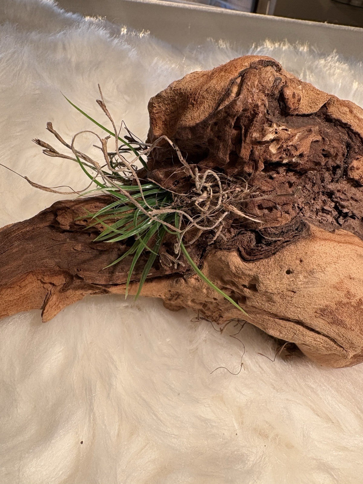 Grapewood Branch Natural Rare Piece Decorative With Colored Succulent Grass