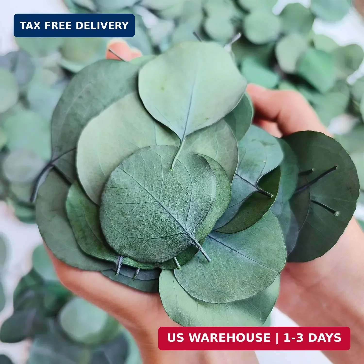 300+ Pcs Dried Real Eucalyptus Leaves,100% Natural Biodegradable Confetti for We