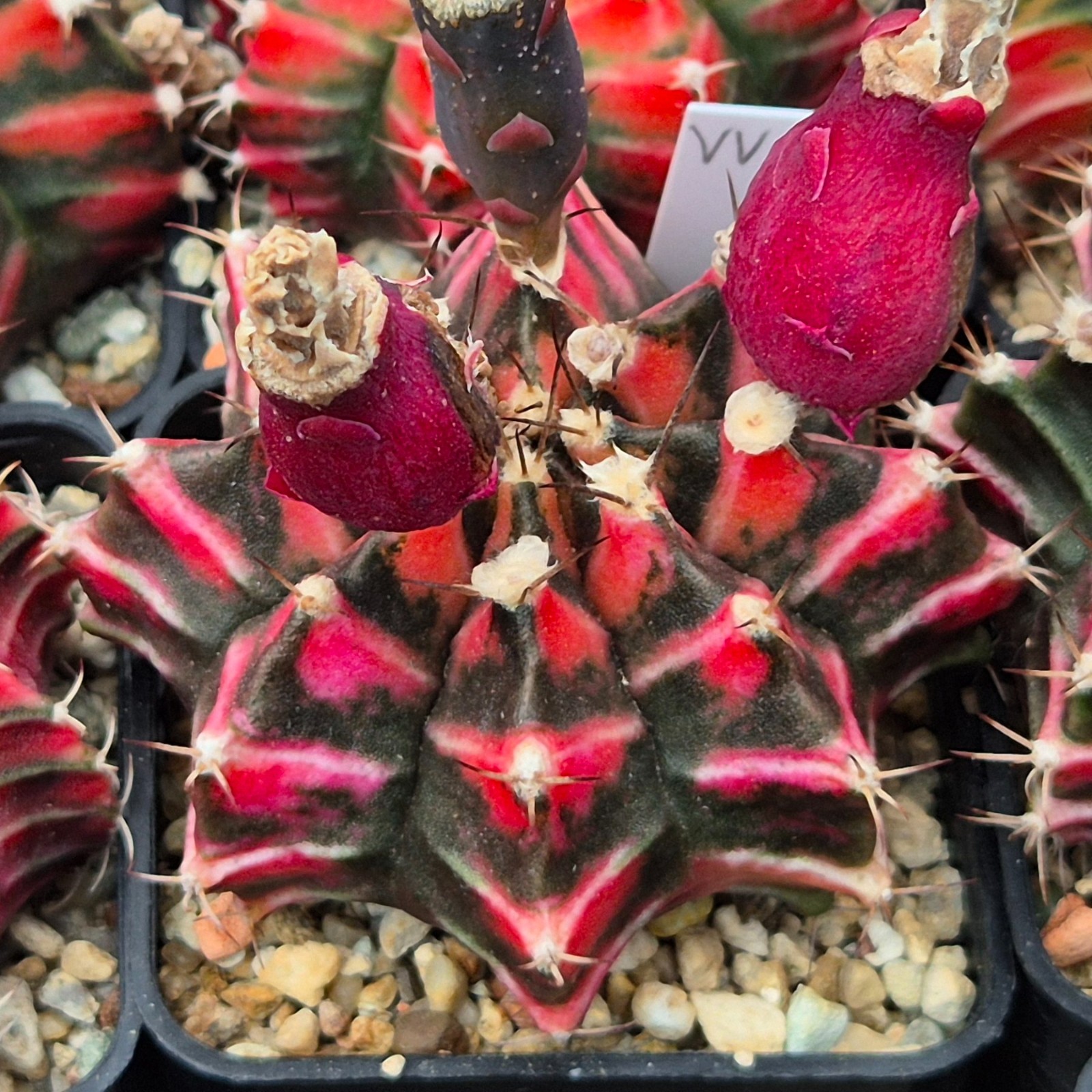 Gymnocalycium mihanovichii f.variegata VVG34 20seeds harvest 2025