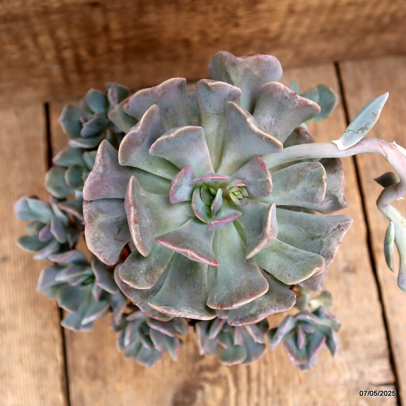D3952 ECHEVERIA RUNYONII “TOPSY TURVY” pot14-H20-W22 cm MaMa Cactus