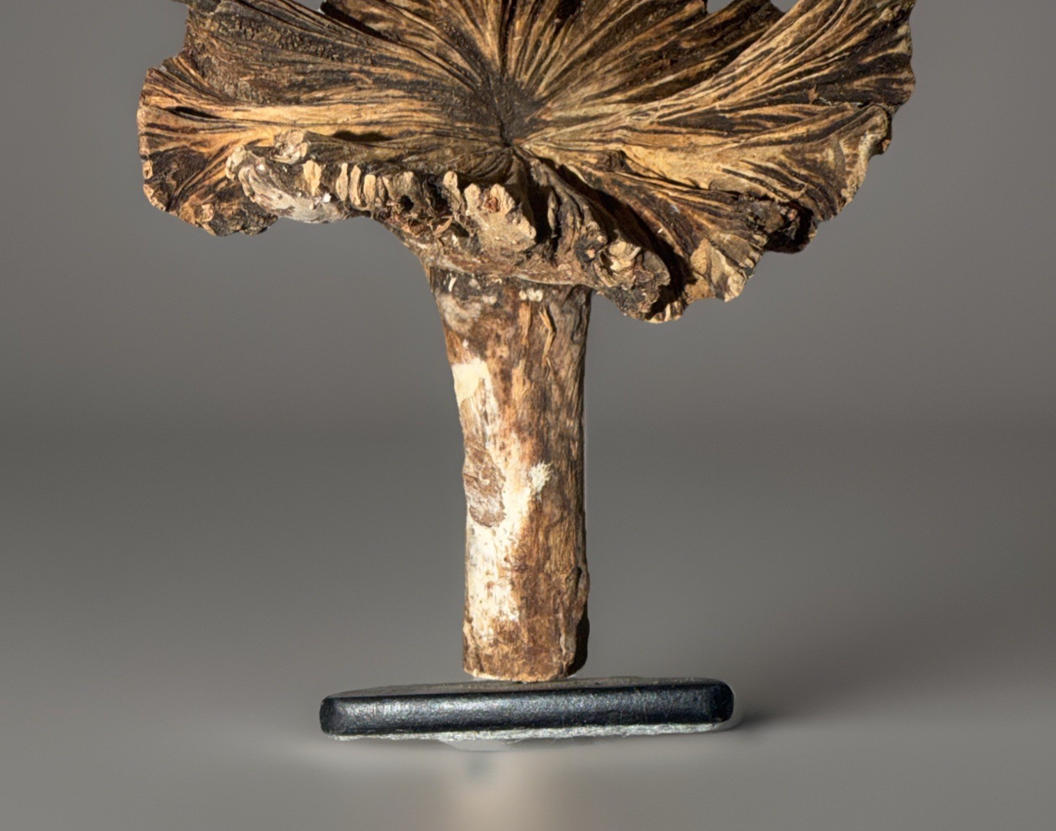 Rare Guatemala Wooden Tree Flower / Tree Ear on Iron Stand.