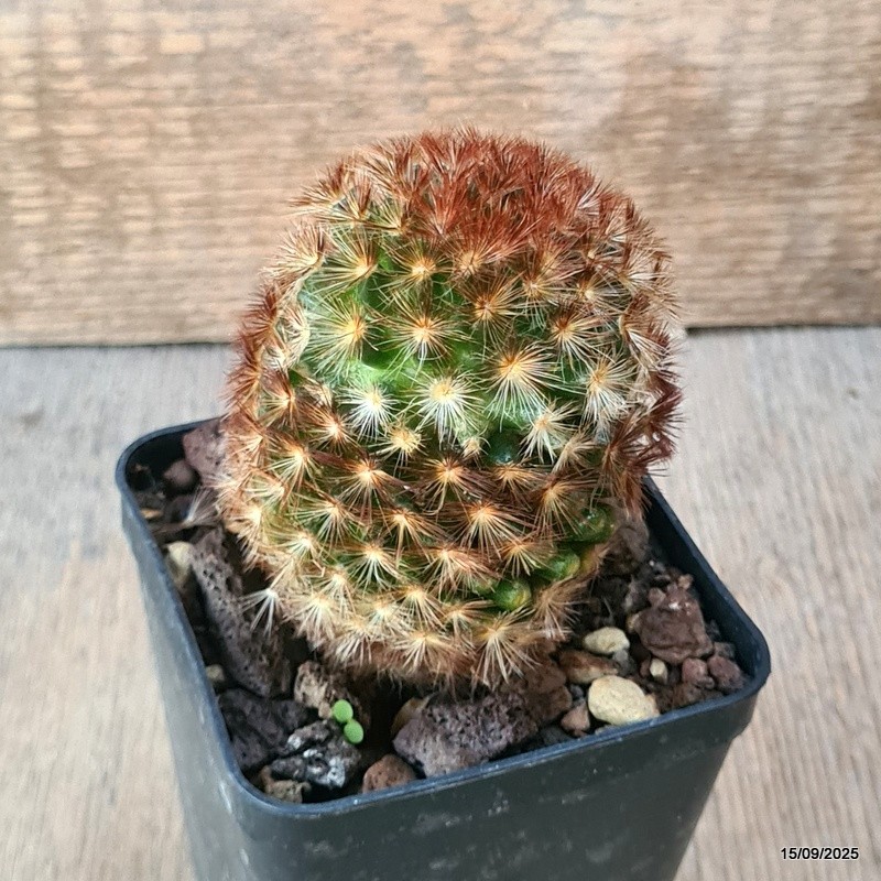 D6418 MAMMILLARIA CARMENAE pot8-H9-W6 cm MaMa Cactus