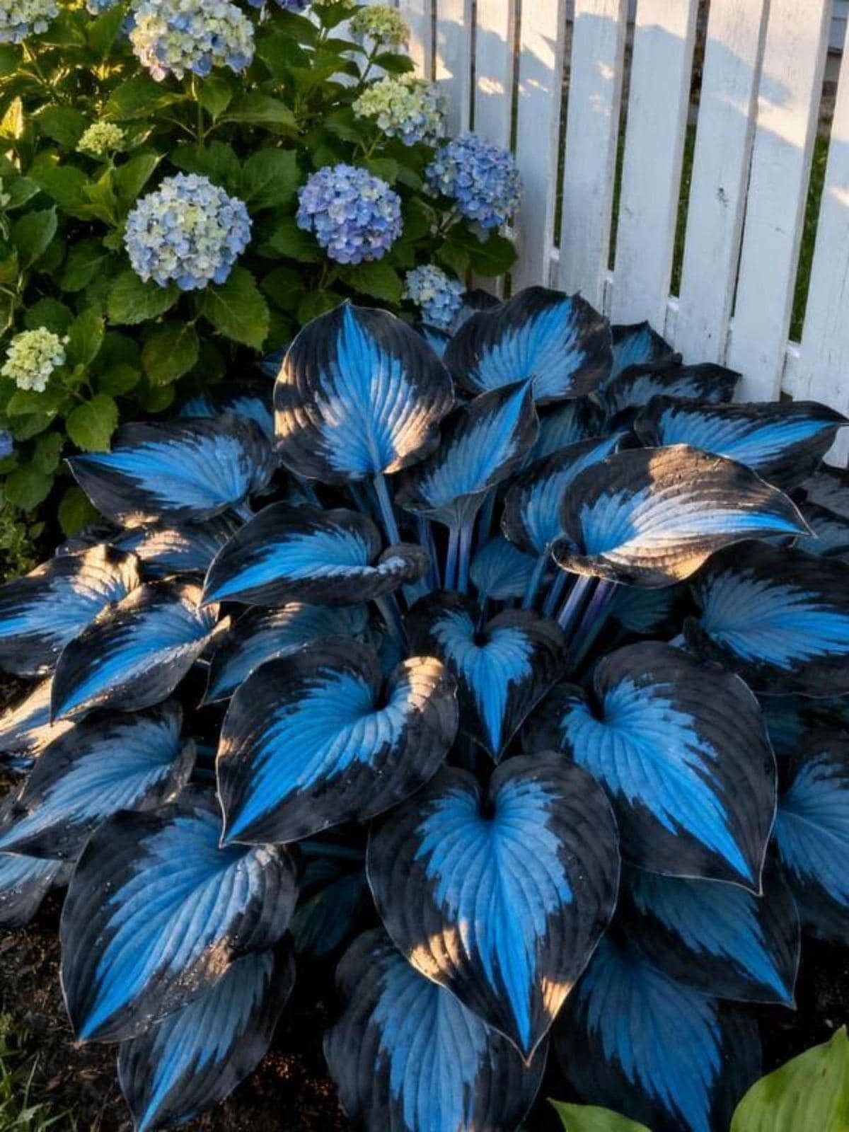 250+ Rare Blue & Black Hosta Seeds – Non-GMO Heirloom Perennial for Shaded Garde