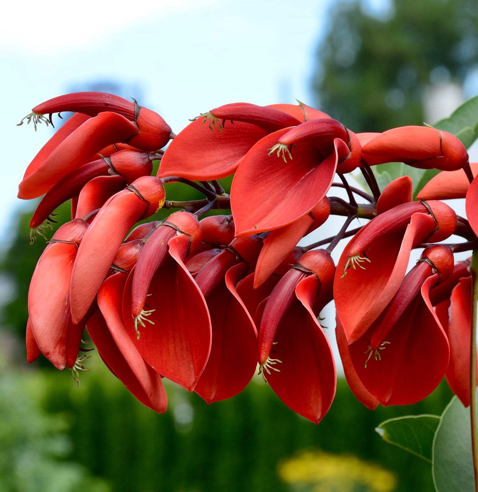 Erythrina crista-galli 20-40cm | Cockspur coral tree | Cry-baby tree – Cockspur