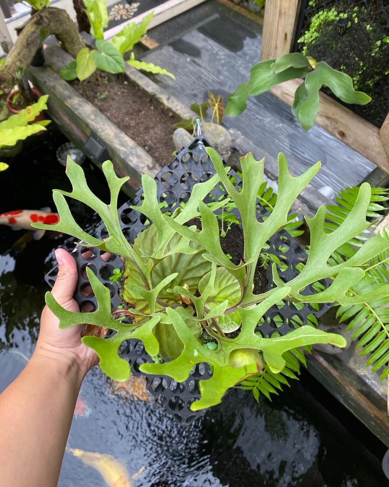 Platycerium Ridleyi + Phytosanitary Cert