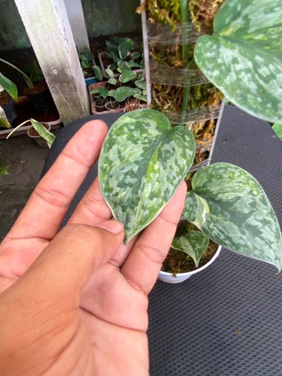 Scindapsus geulis three colour, Rare Variegated, Real Picture, Aroid Houseplant