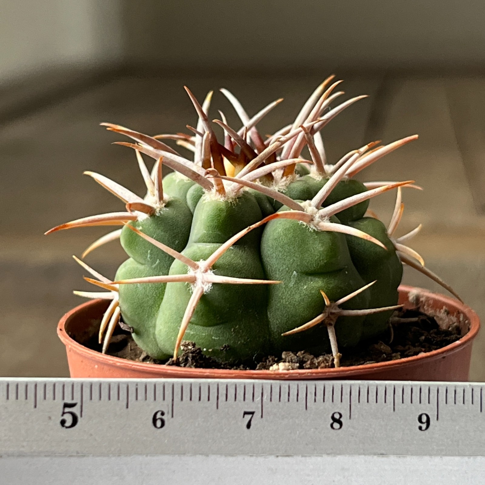A45-1408 Gymnocalycium ferocior, AGUA de Ramon, own root