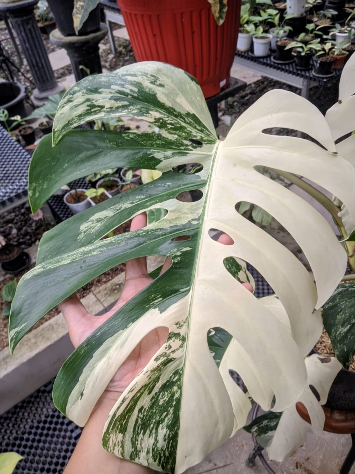 Monstera Albo Variegated Very Beauty Big Size Real Picture Free Phitosanytari