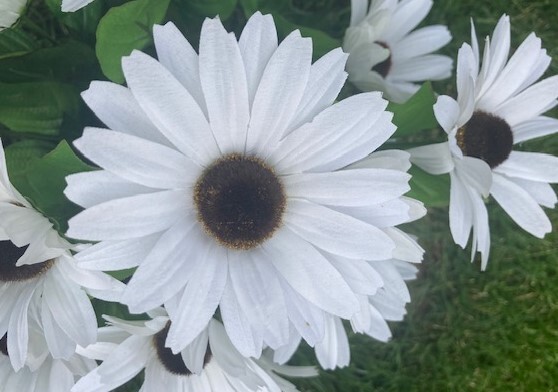 56 Flowers(4-Bushes) White Black Eyed Susan Artificial Silk Flower Bush