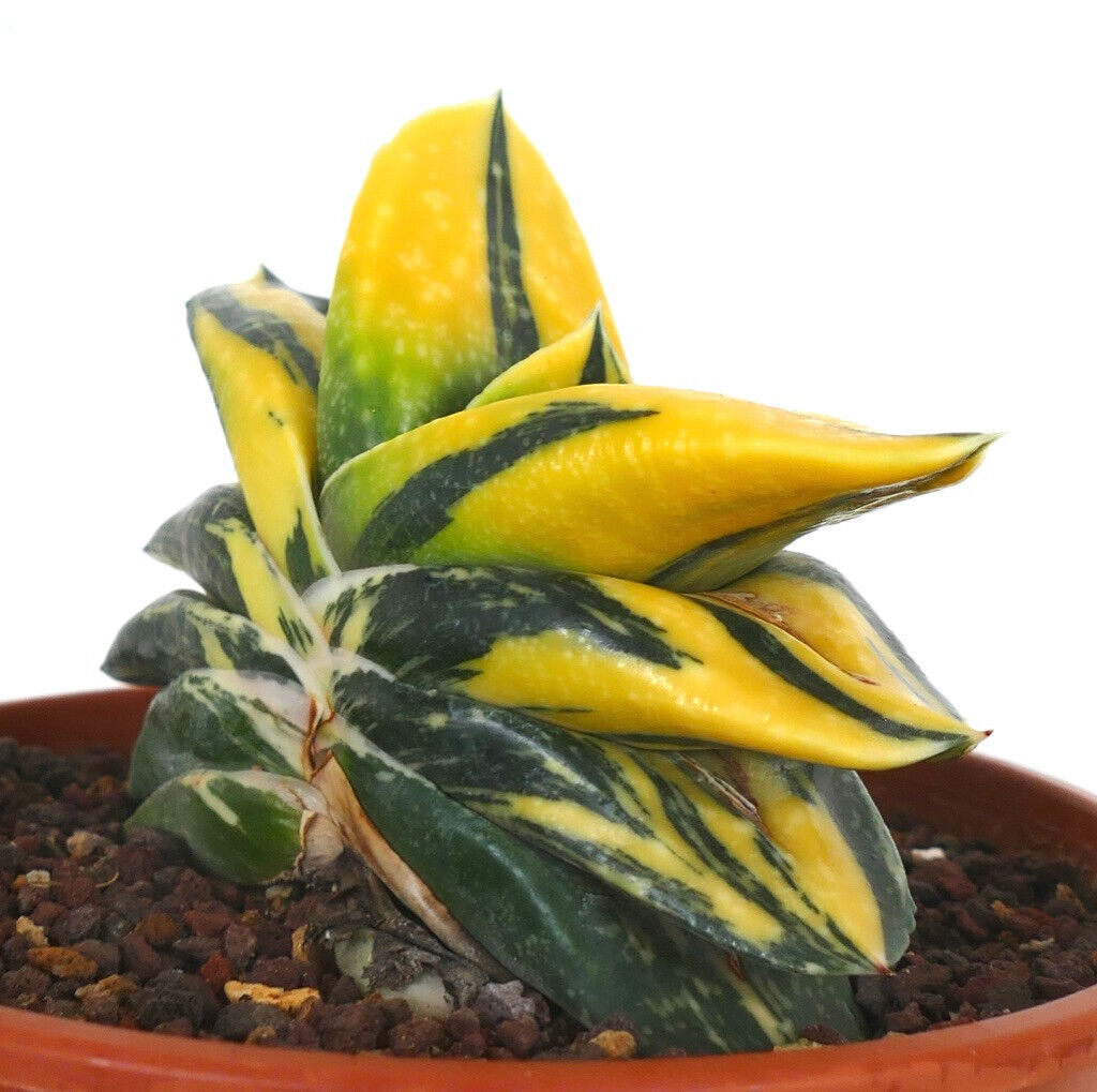 Gasteria armstrongii cv ZEUS VARIEGATED L43