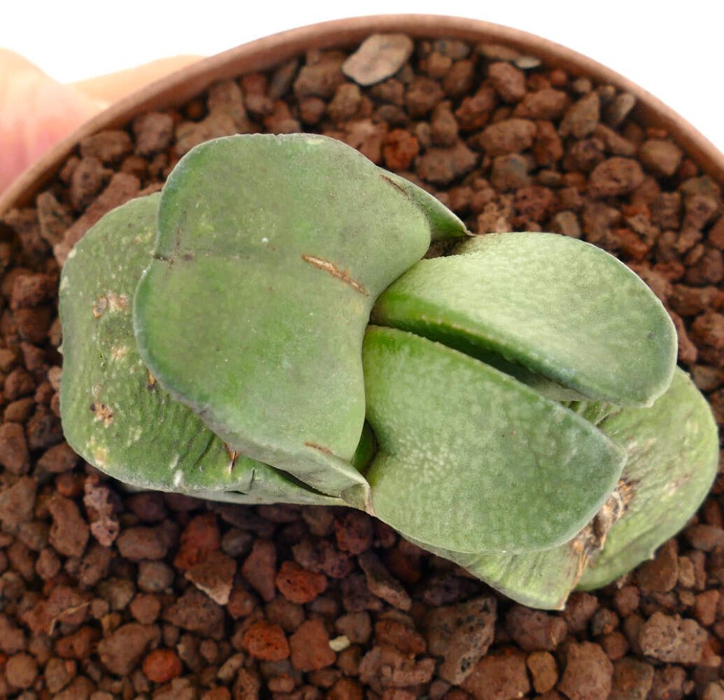 Gasteria sp. DICHOTOMIC LEAF – Ox tongue | Lawyer’s tongue