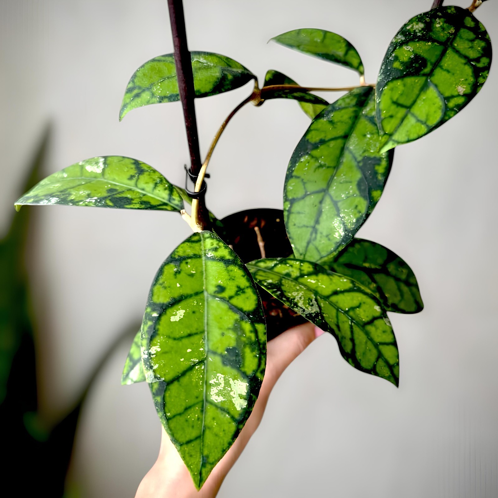 Hoya Callistophylla Jungle Plant