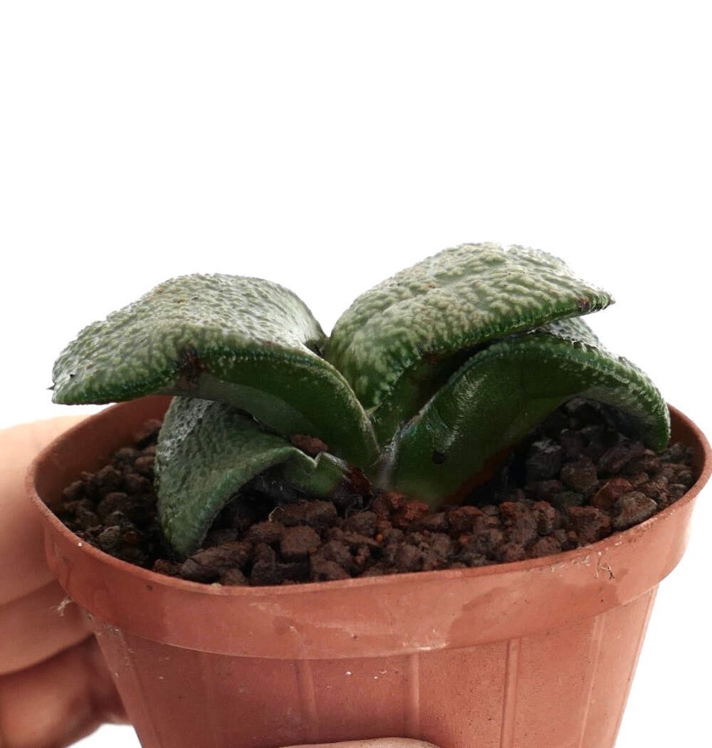 Gasteria armstrongii WHITE PEARL THICK LEAVES (DE LONGHI) – Dwarf Gasteria | Arm