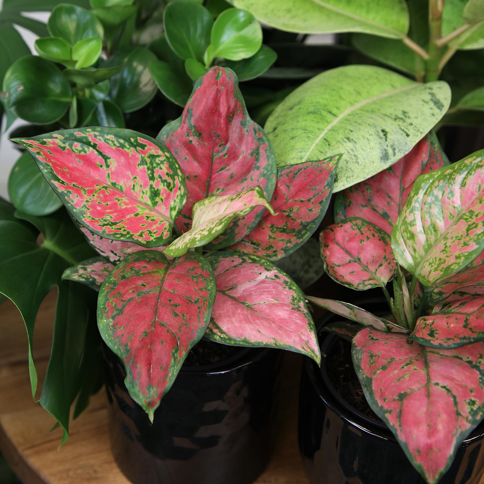 Live Aglaonema Chinese Evergreen Plant ‘Beauty’, Indoor Houseplant for Home o…