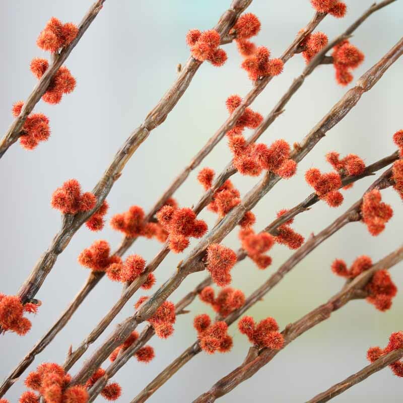 Factory Direct Craft Artificial Tall and Fuzzy Dark Orange Ragweed Floral S