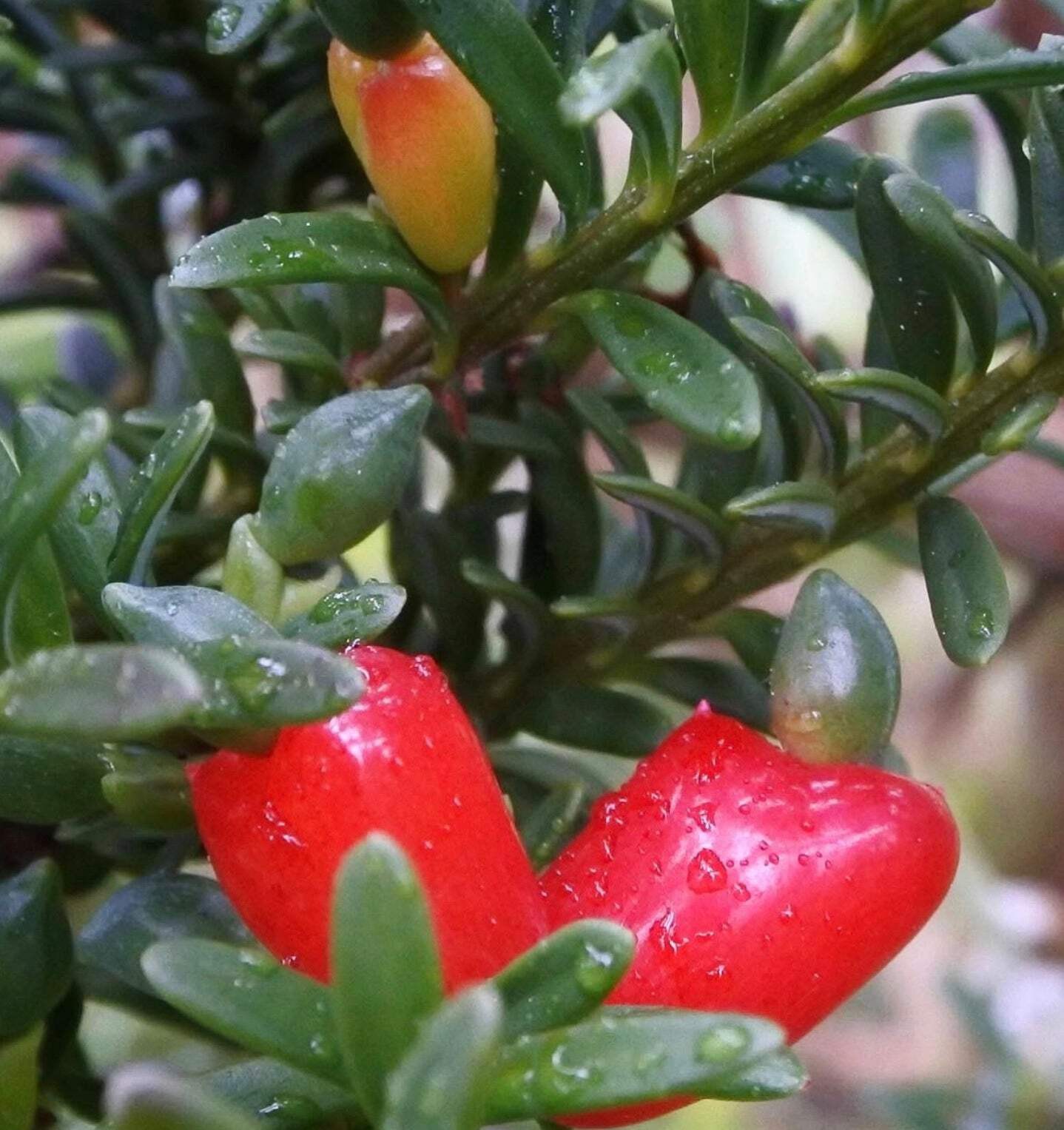 Podocarpus nivalis 10-20cm | Snow totara | Alpine totara – Snow totara | Alpine