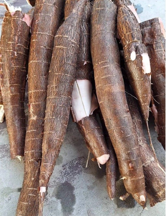 5 Pcs Yellow CASSAVA Manihot esculenta Fresh Cutting