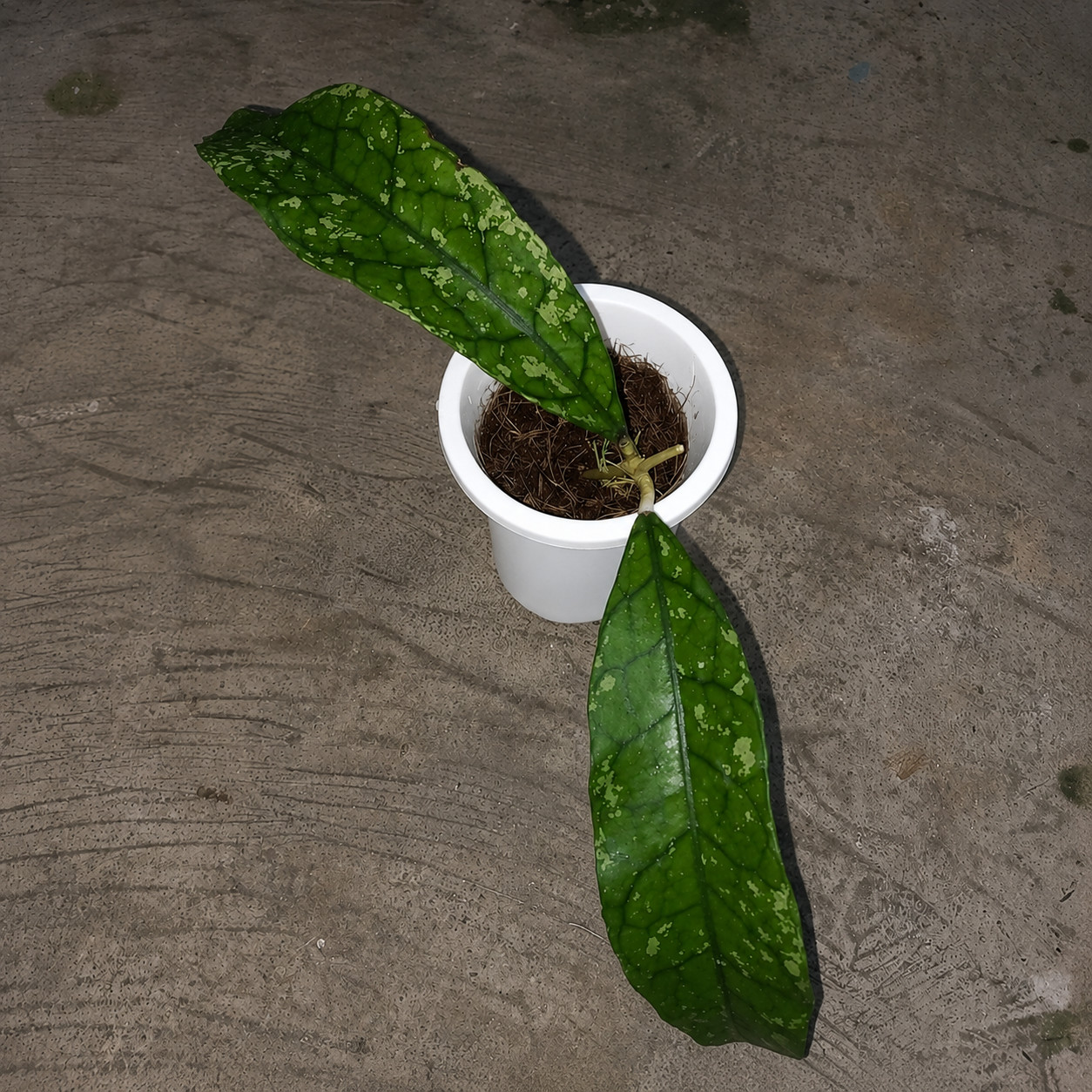 Hoya Clemensiorum Splash Tropical Houseplant Living Rooted Indoor Plant