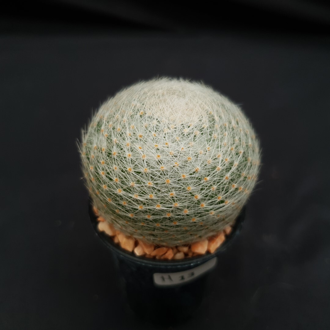 H13: Mammillaria lenta