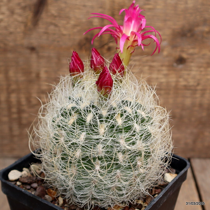A5509 NEOPORTERIA OCCULTA pot10-H8-W12 cm MaMa Cactus