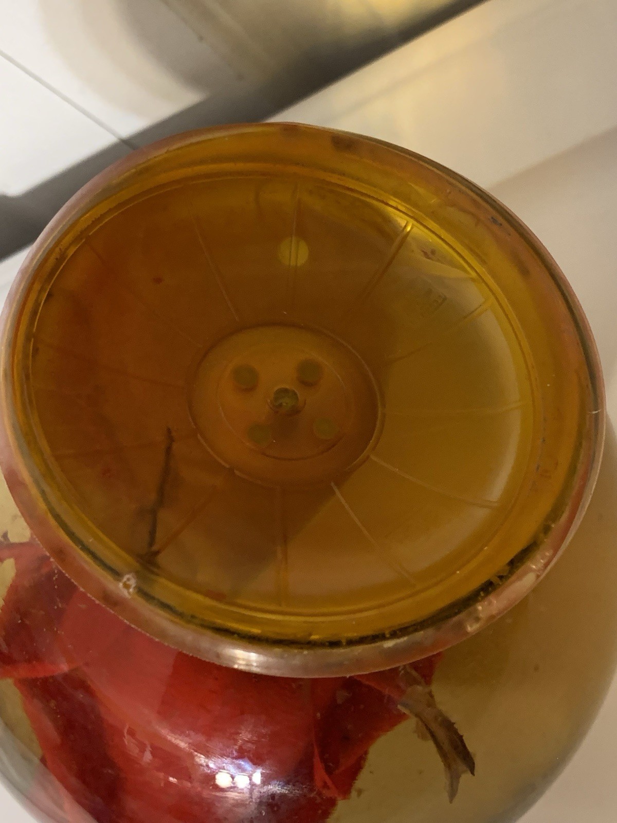 Vtg Forever Red ROSE In Glass Ball Water Dome Globe Large Real Rose 6×6 in.