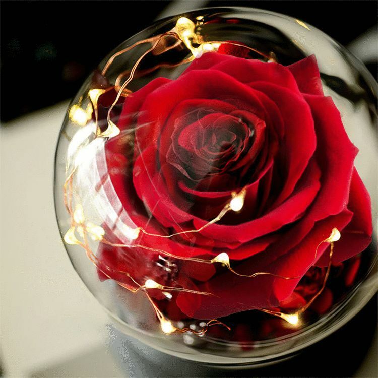 Flower Rose Preserved In Glass Mothers Day Birthday Gift Womens Girls Home Decor