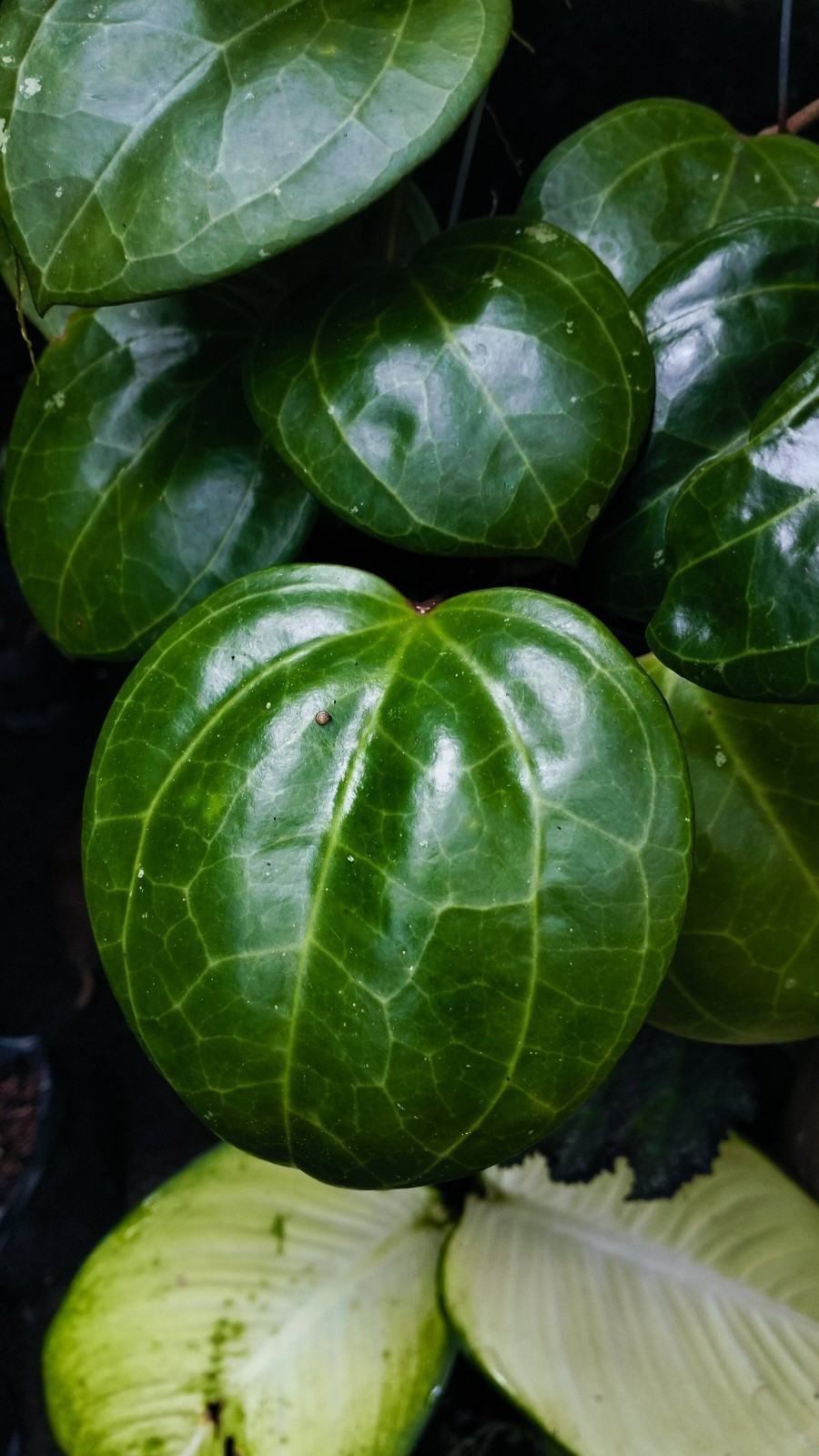 Real Picture Hoya Latifolia Sarawak Cream Rare Plant
