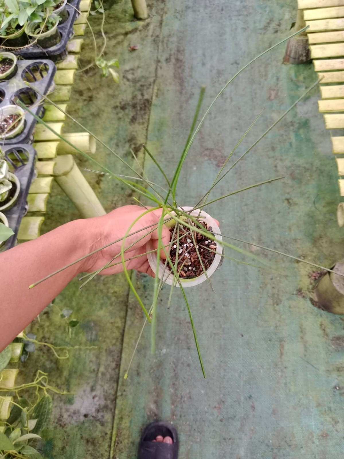 Hoya Biruensis Borneo Rare Unique Wax Plant