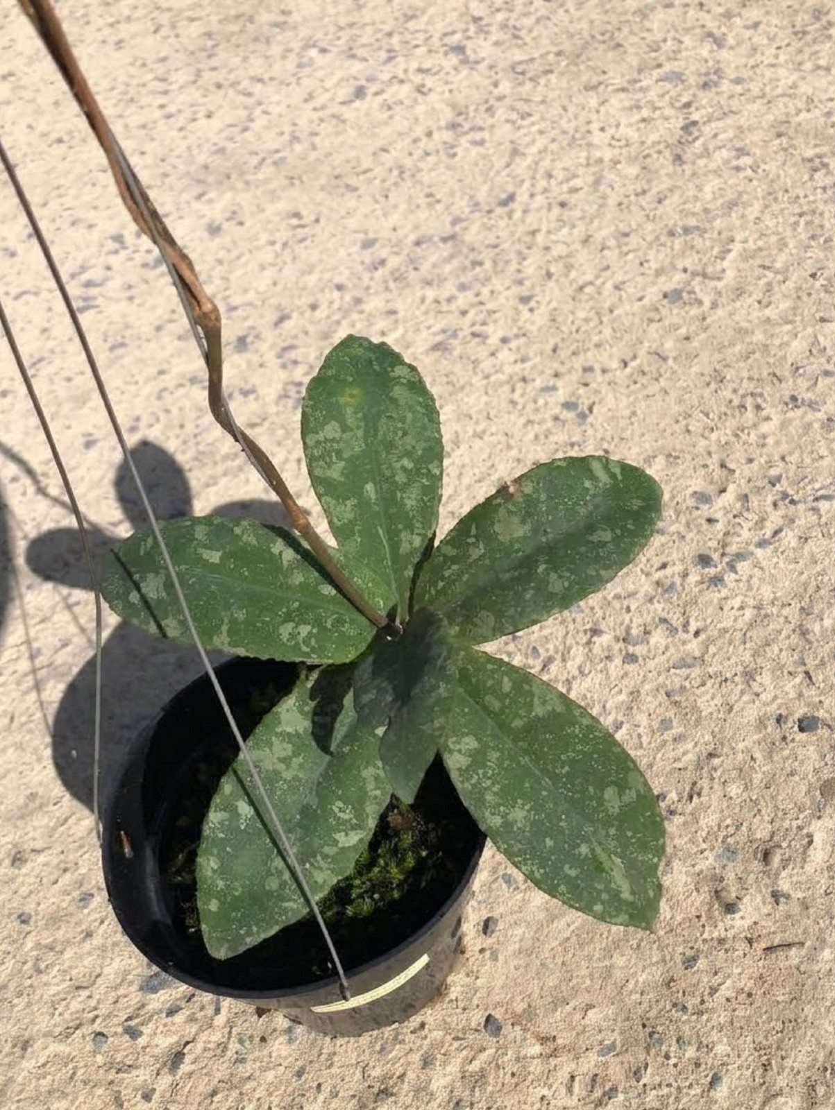 Hoya Undulata Green Splash Rare Hoya Plant Collector’s Indoor Tropical Unique