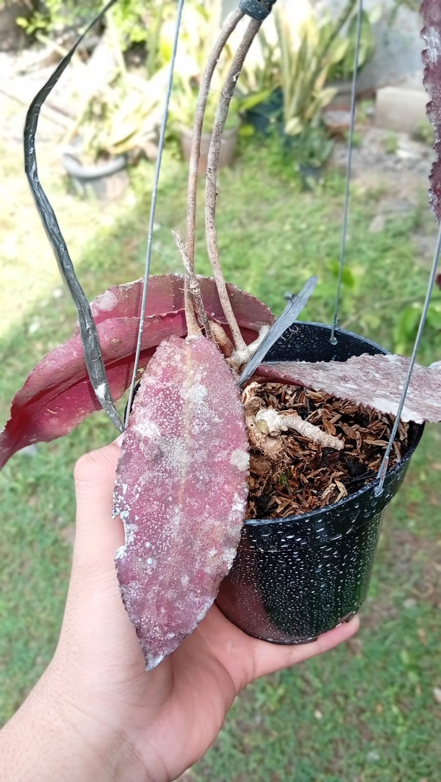Real Picture Hoya Undulata Super Red Splash Sp Borneo