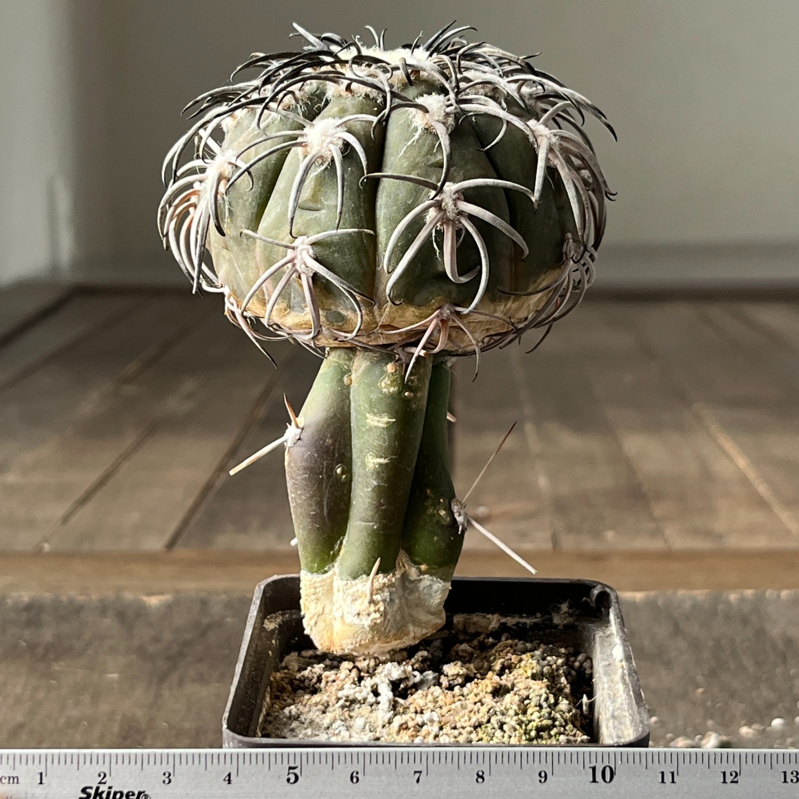 A38-2059 Gymnocalycium spegazzinii super black spines, grafted