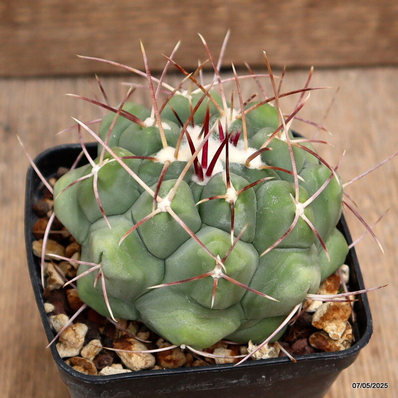 D3918 THELOCACTUS HEXAEDROPHORUS pot8-H6-W9 cm MaMa Cactus