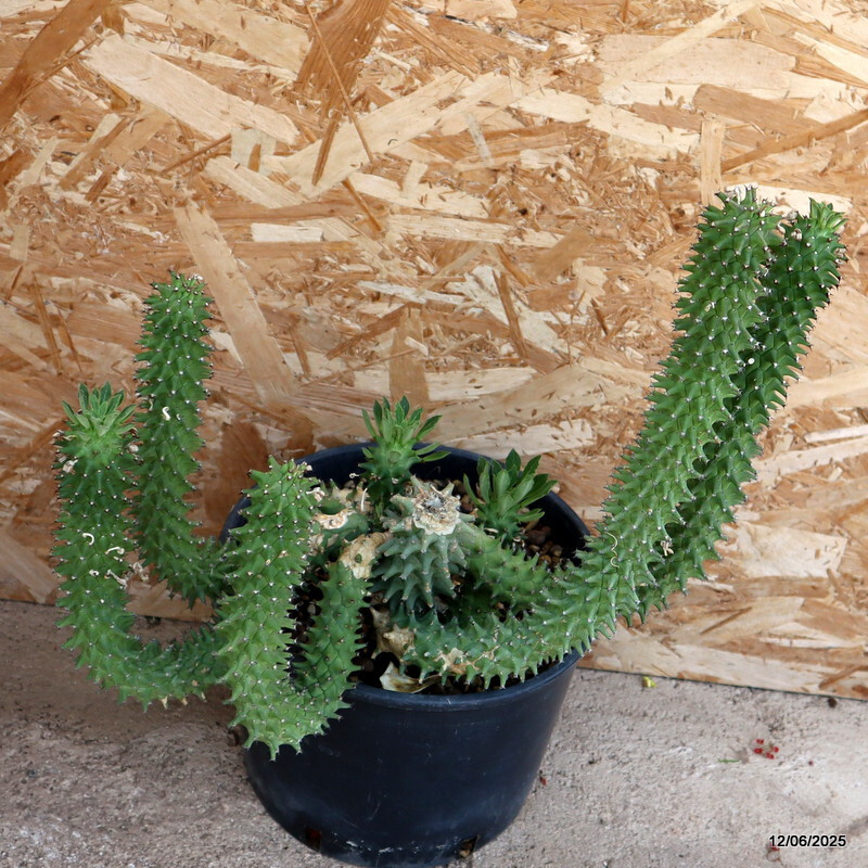 D4591 MONADENIUM REFLEXUM pot27-H43-W42 cm MaMa Cactus