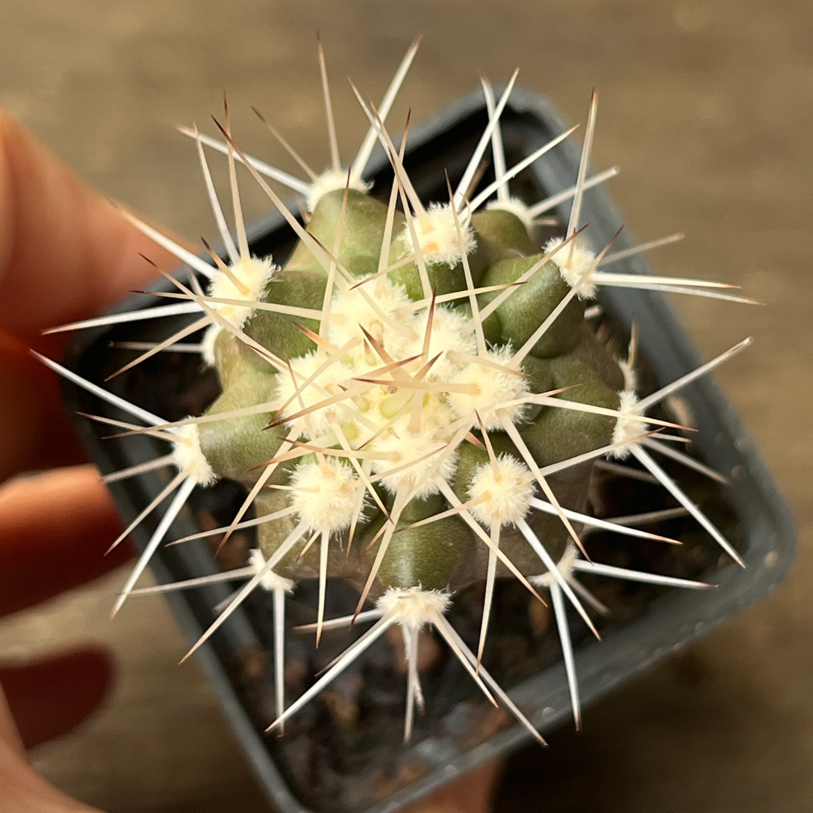 A54-4404 Copiapoa cinerea v. albispina, grafted