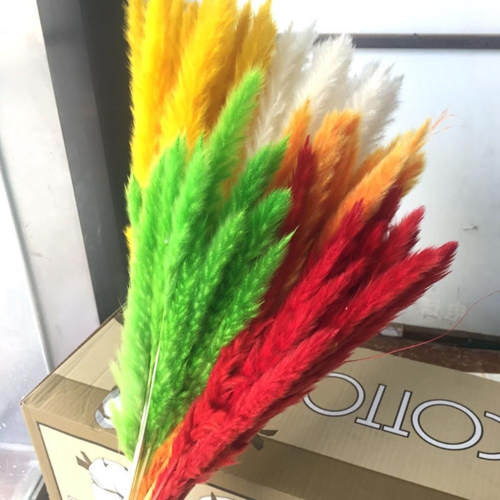 15 Natural Small Pampas Grass Photography Props For Home Decor Easy To Use
