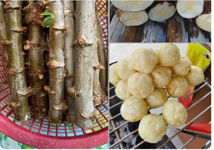 5 Pcs Yellow CASSAVA Manihot esculenta Fresh Cutting