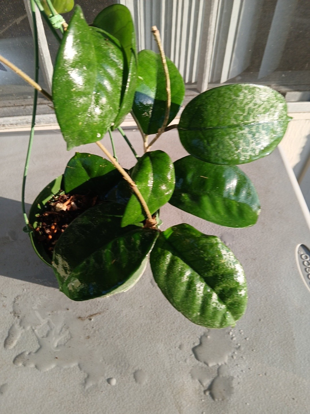 #865- HOYA FUNGI LIVE PLANT, LARGE LEAVES, LARGE PLANT,5″INCHES HANGER POT,