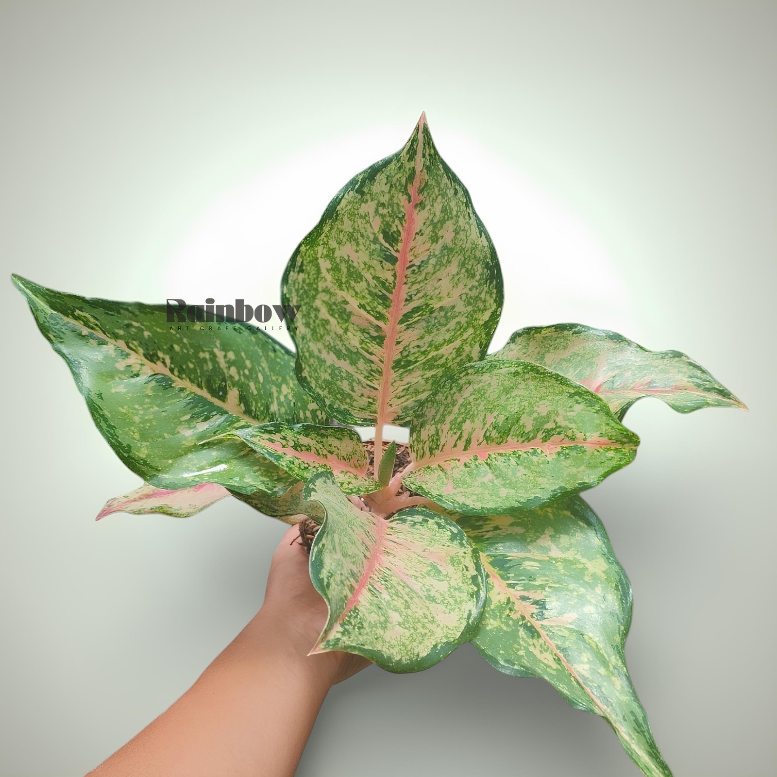 Aglaonema Horizon Beatiful Ornamental Plant