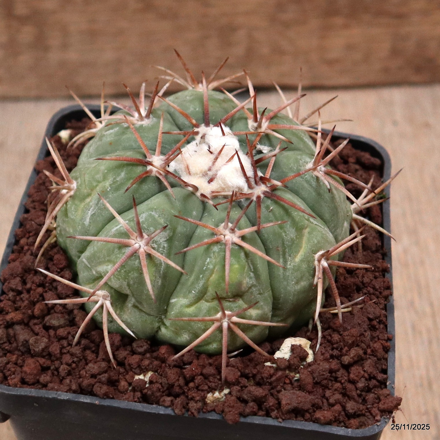 D7506 ECHINOCACTUS HORIZONTHALONIUS pot10-H6-W8 cm MaMa Cactus