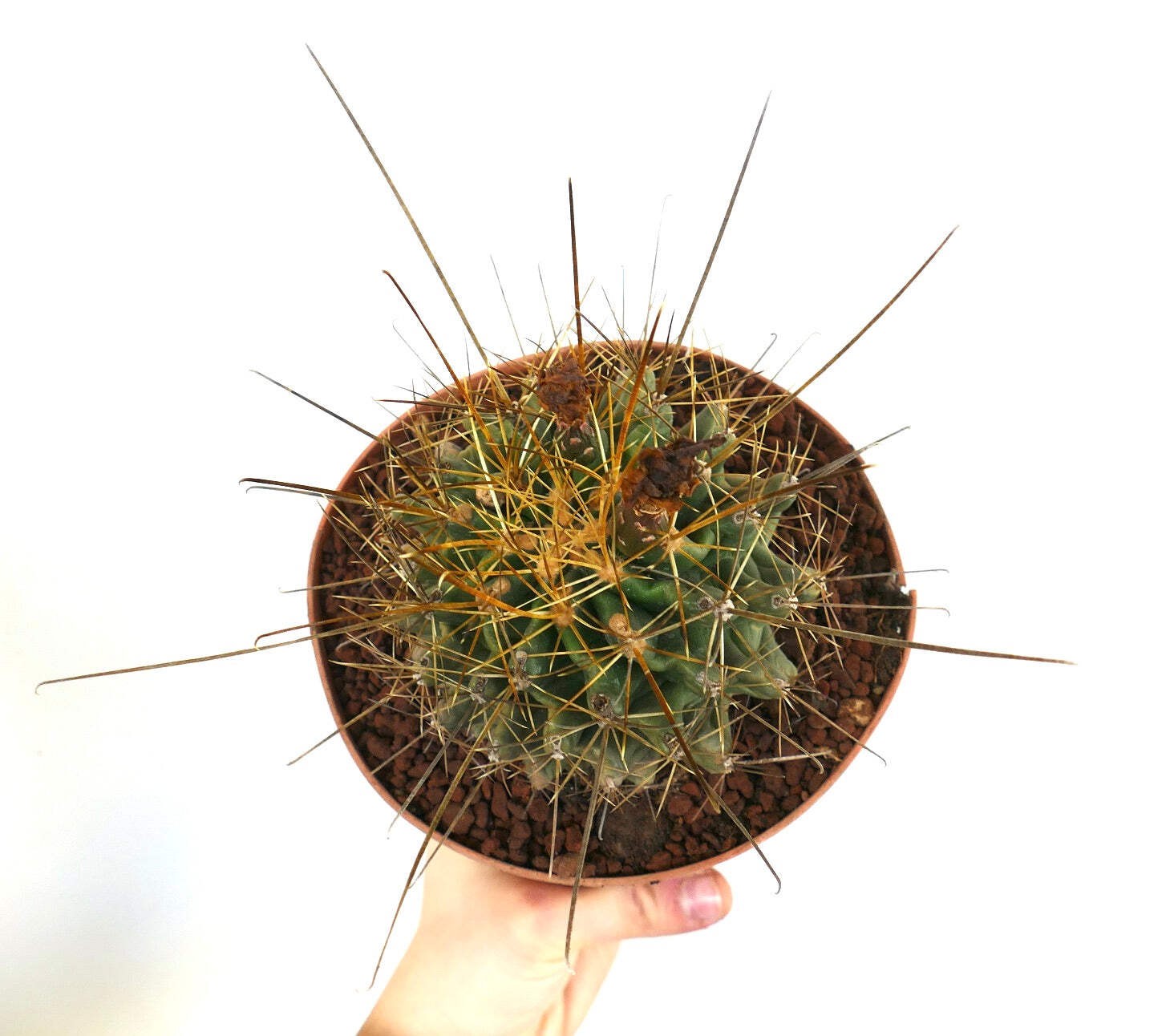 Ferocactus hamatacanthus LONG SPINES K75-XO – Texas barrel cactus | Hooked barre