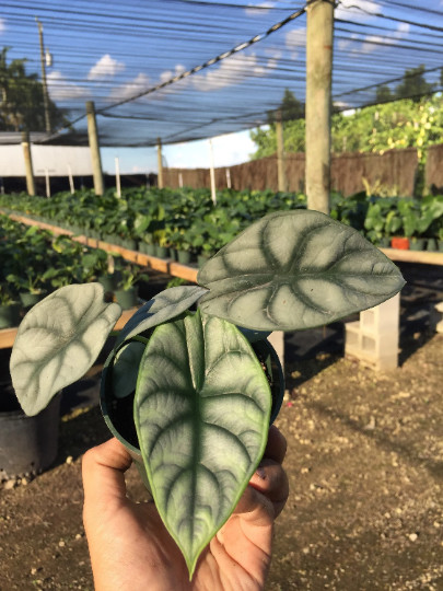 Alocasia Badinga ‘Silver Dragon’ 4″ Pot| RARE Indoor/Outdoor Live Tropical Plant