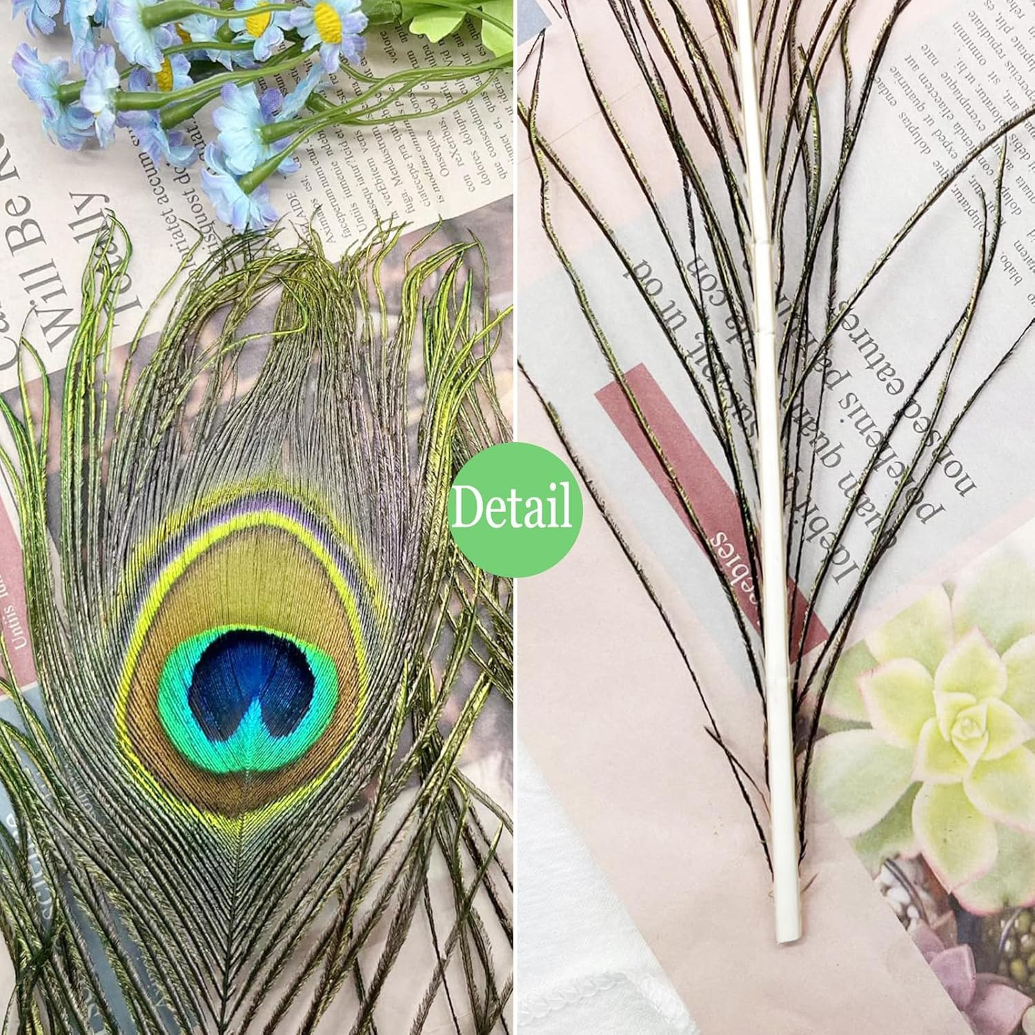 Natural Peacock Feathers 16-18Inch for Home Decor Flower Arrangement Centerpiece