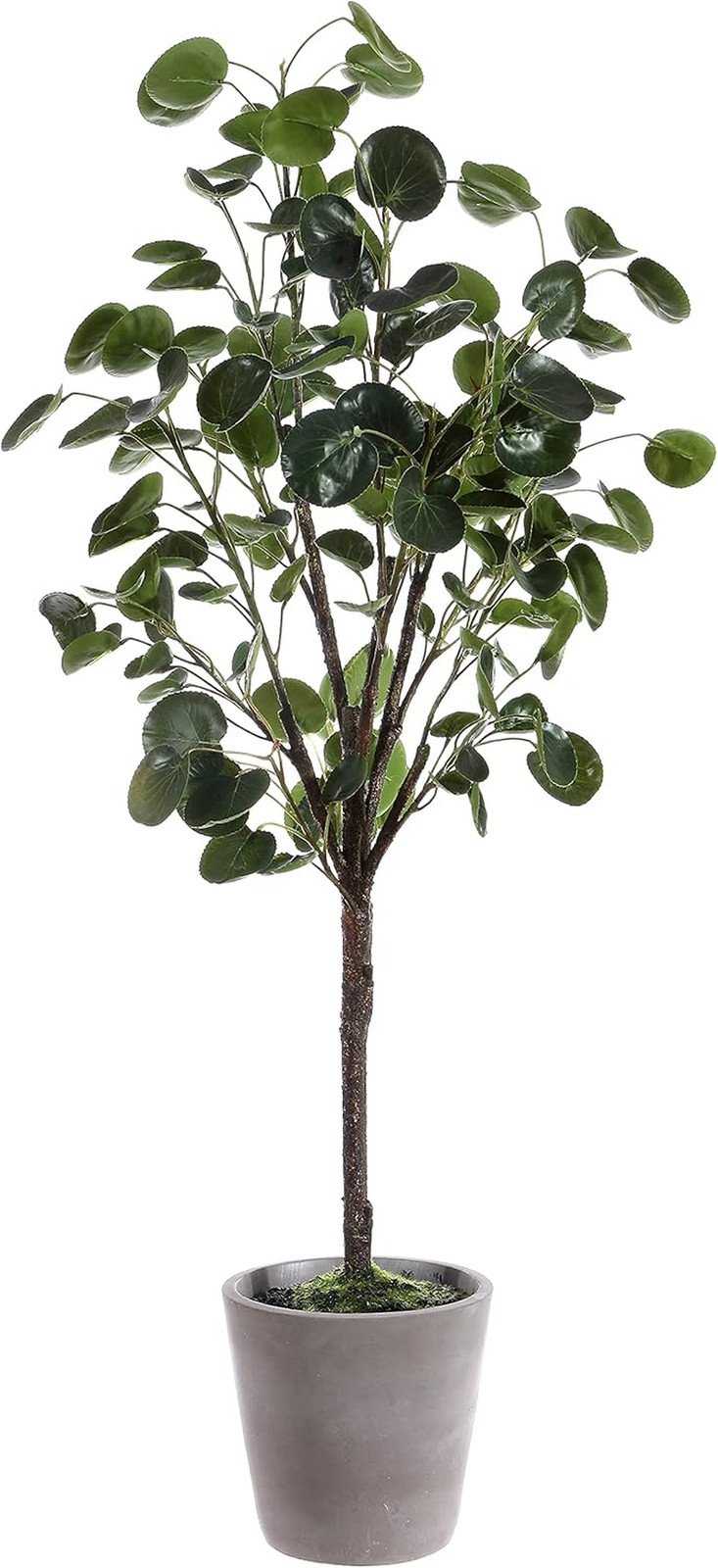 Lifelike 49-Inch Faux Polyscias Fruticosa Potted Tree – Fully Assembled Decor