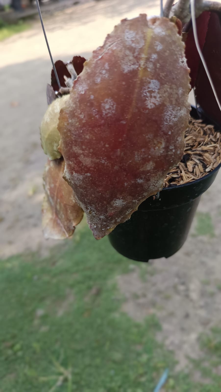 Real Picture Hoya Undulata Red Sp Borneo