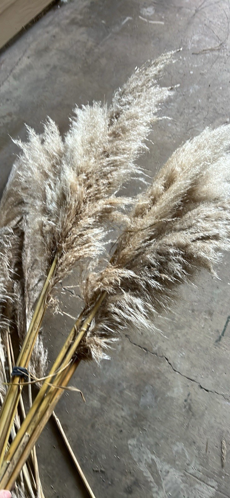 Pampas Grass Dried Stems 10-Pack, 40″ Natural Decor for Floor Vase