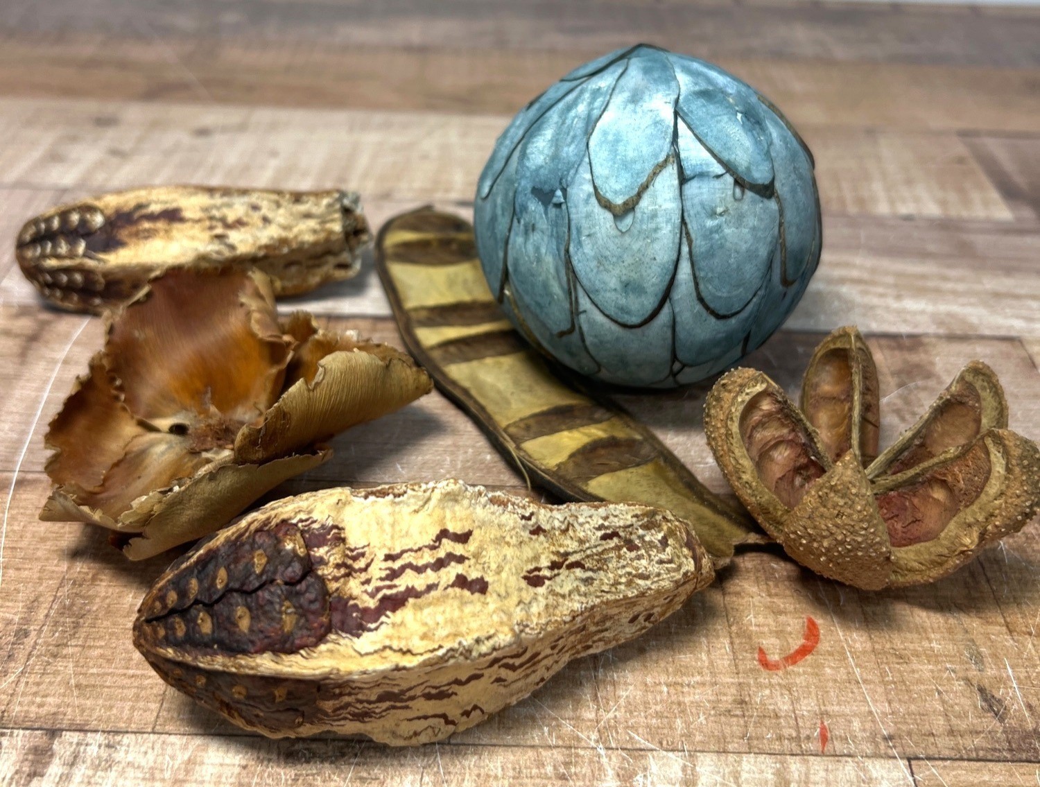 Decorative Natural Pods & Blue Textured Sphere Rustic Accent Pieces