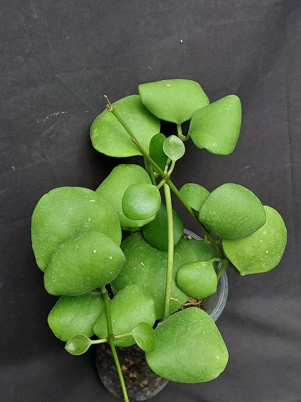 Hoya Kastbergii Sp Aceh Rare Tropical Wax Plant
